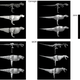 Image for article titled Tyrannosaurus rex was much, much bigger than we thought